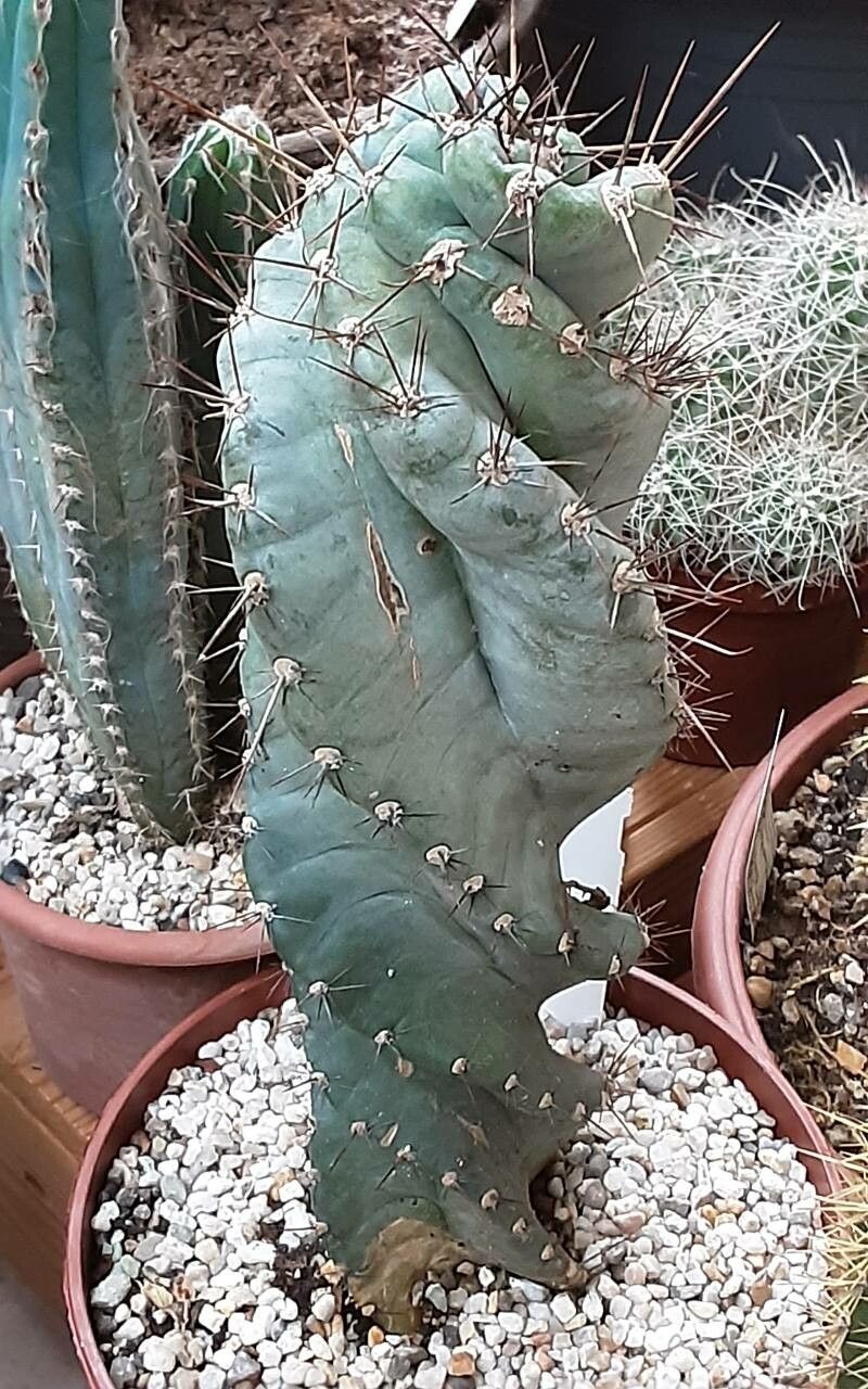 Cereus forbesii bark