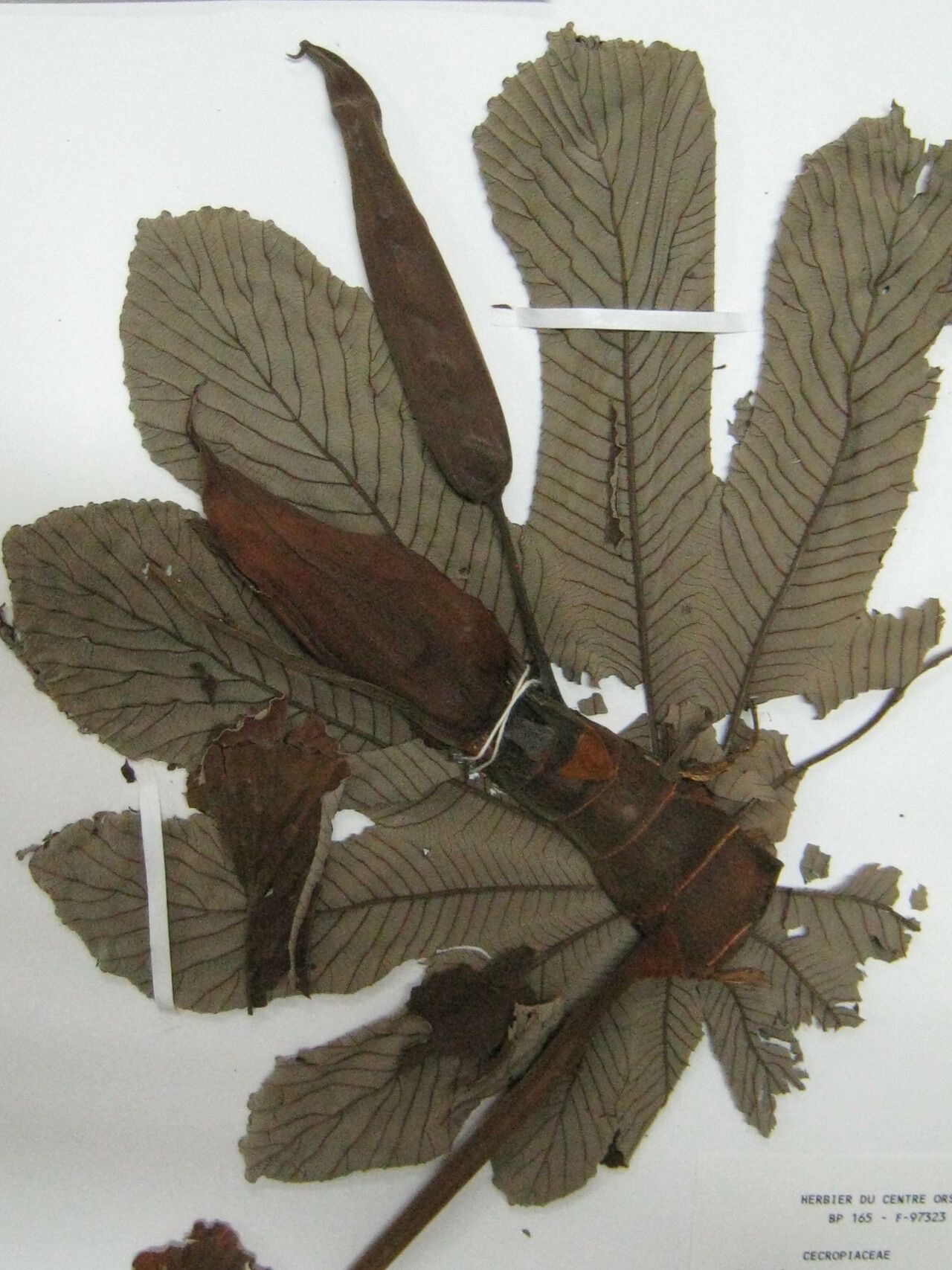 Cecropia latiloba other