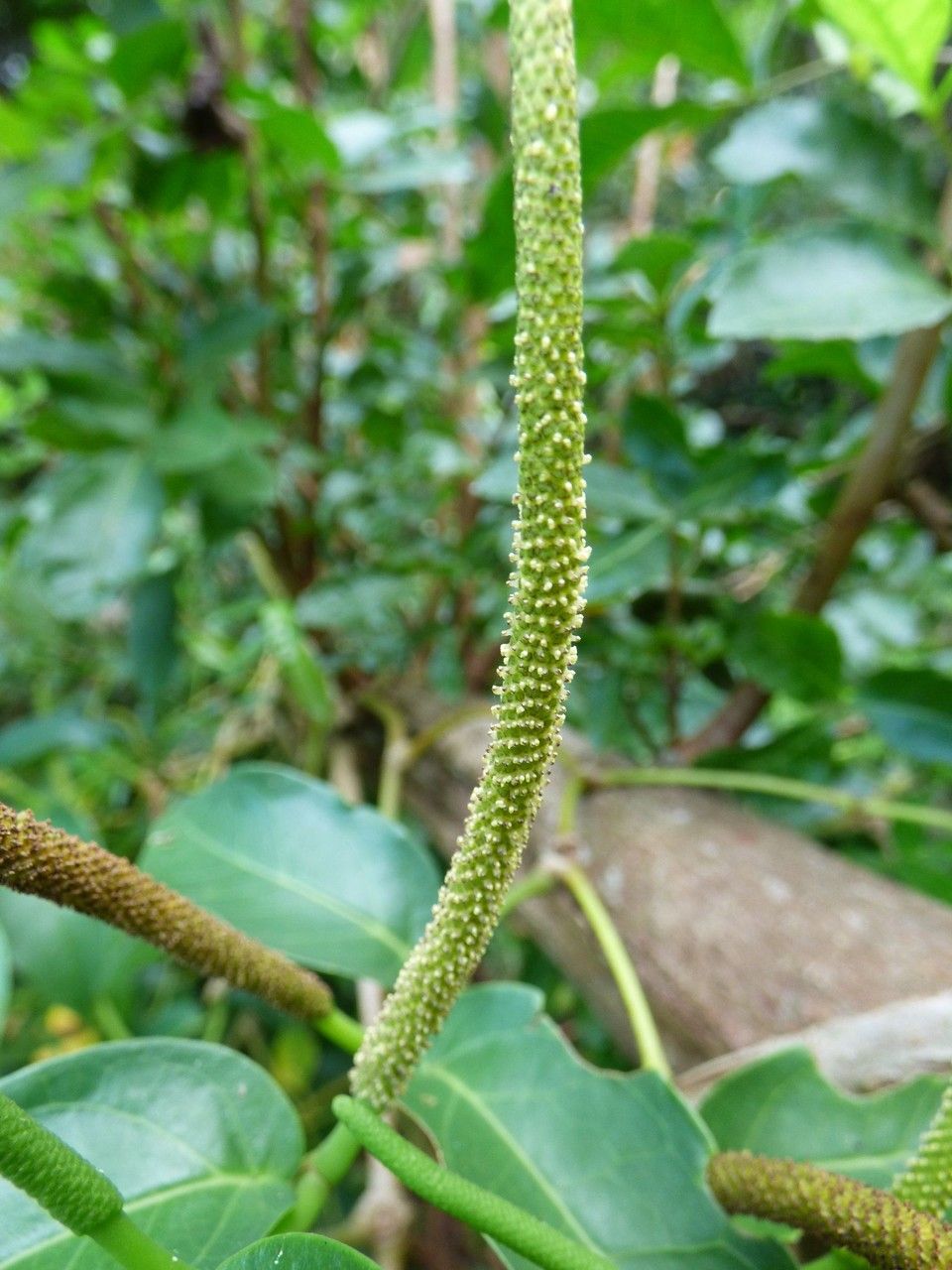 Piper borbonense flower