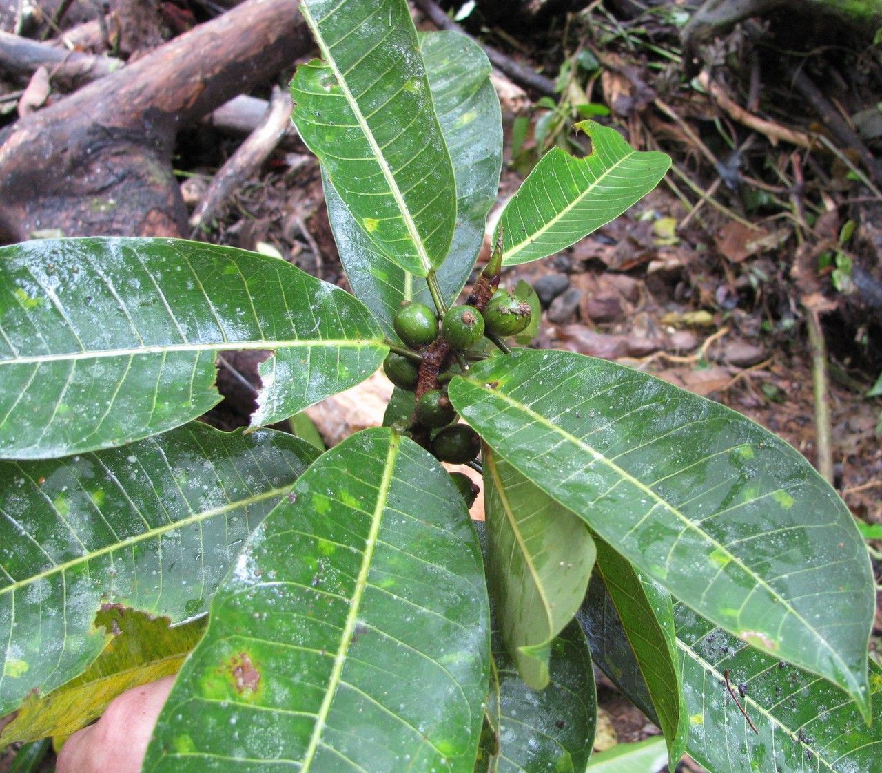 Ficus paraensis — houseplant care guide