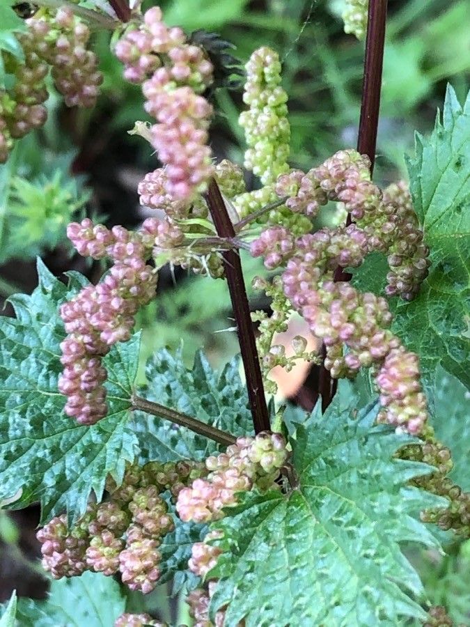 Urtica atrovirens flower