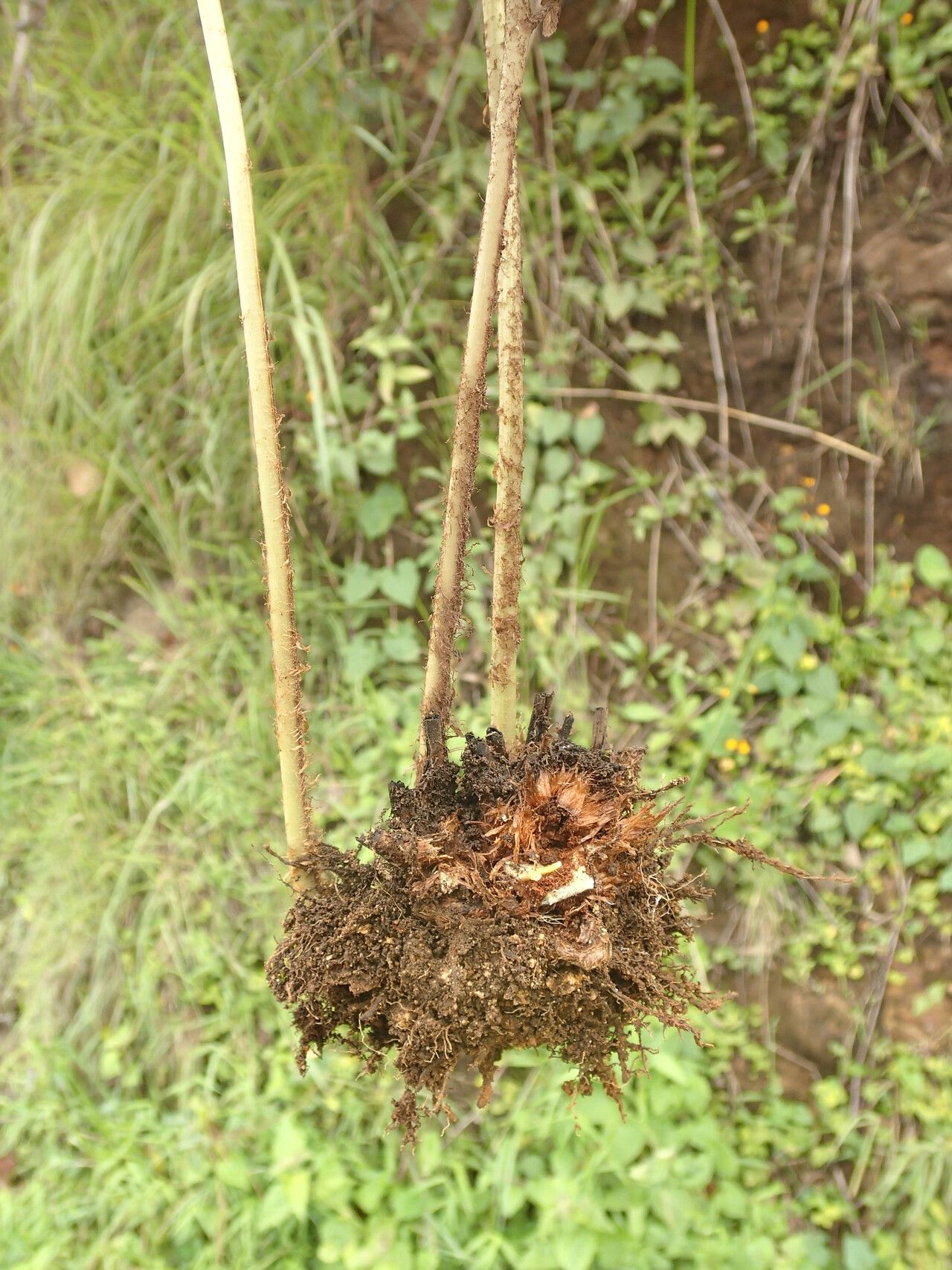Dryopteris athamantica other