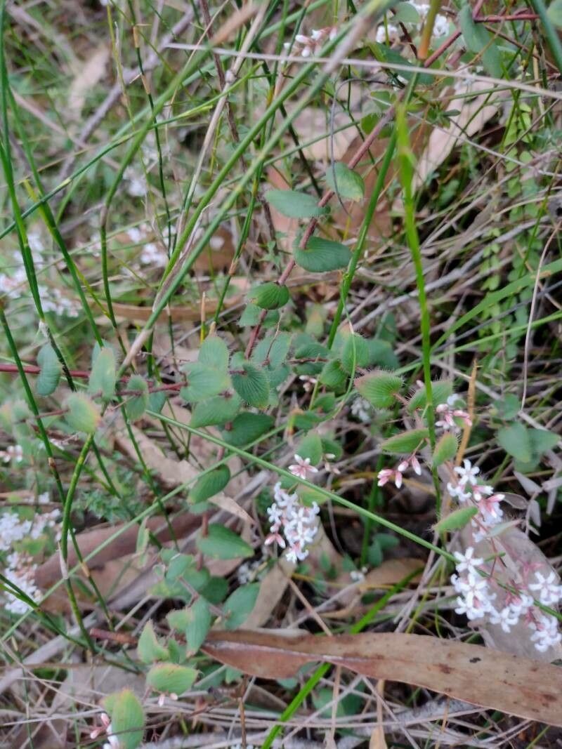 Leucopogon amplexicaulis habit