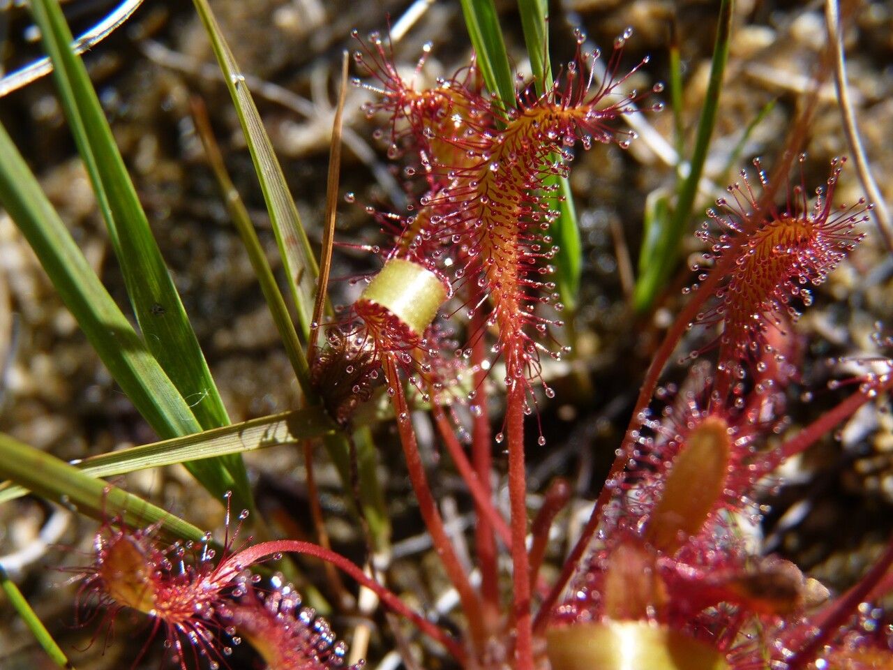 Drosera longifolia — search result for 'Drosera'
