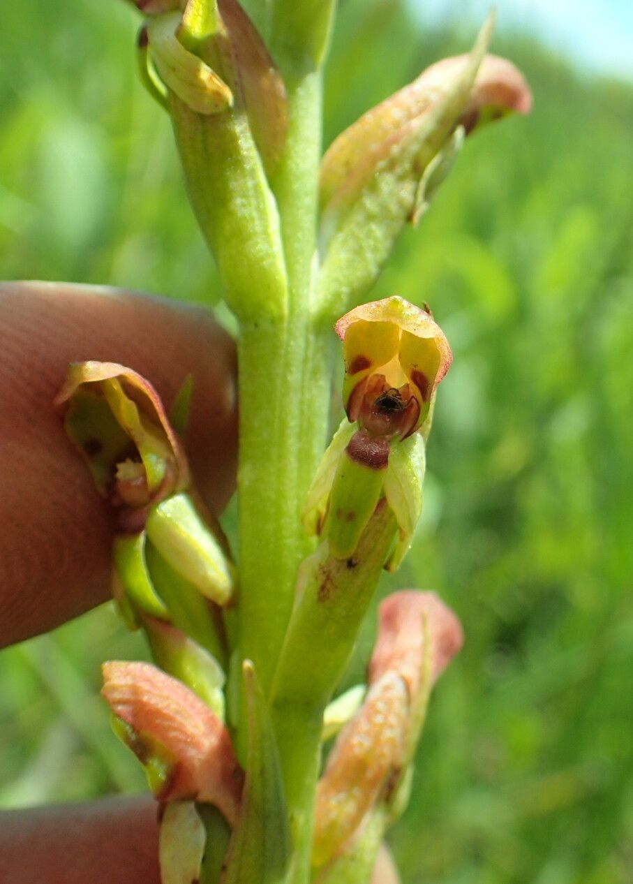 Disa brevicornis flower