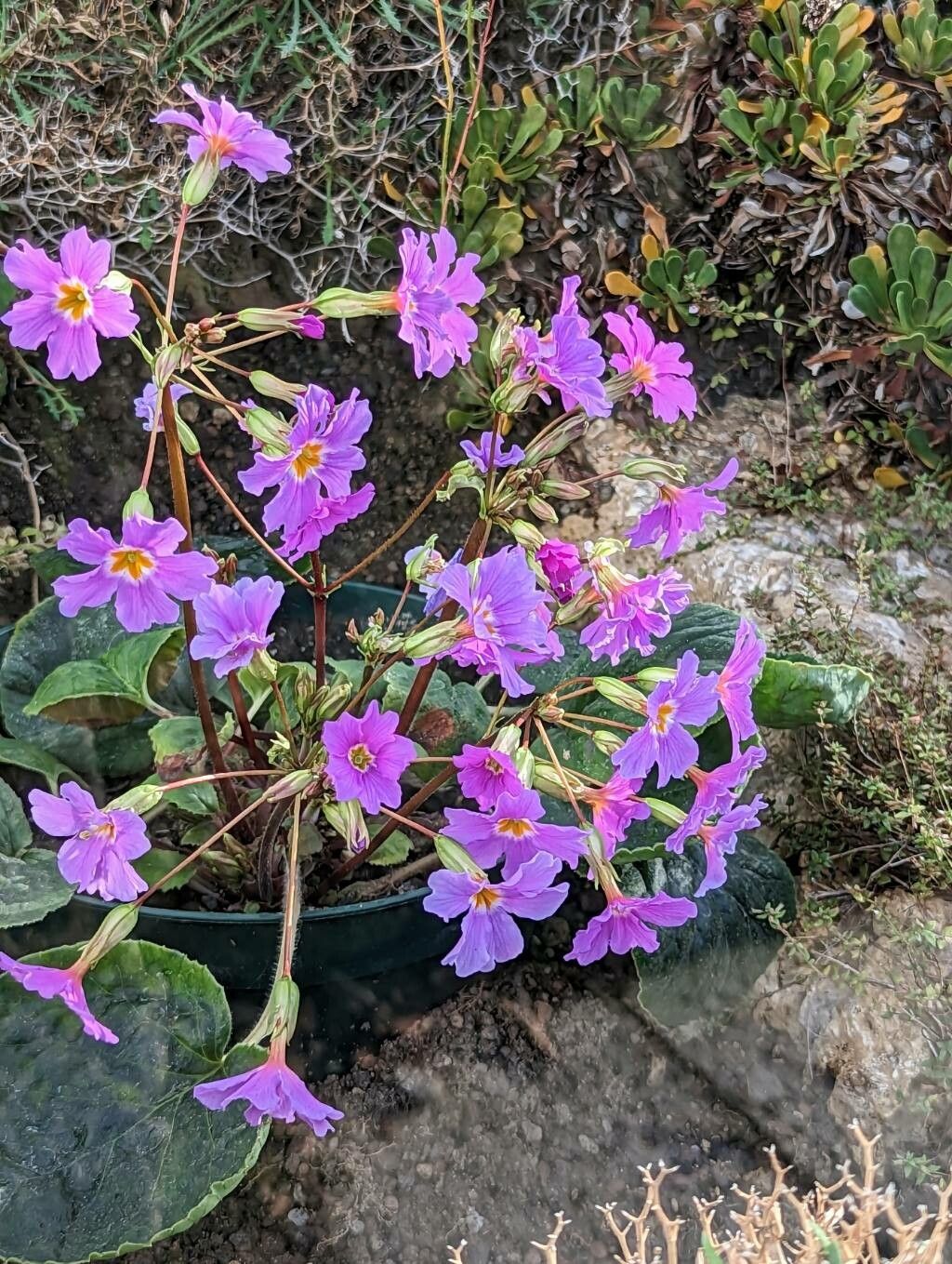 Primula megaseifolia flower