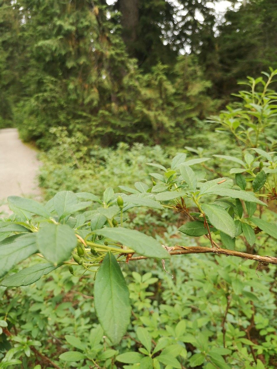 Menziesia ferruginea habit