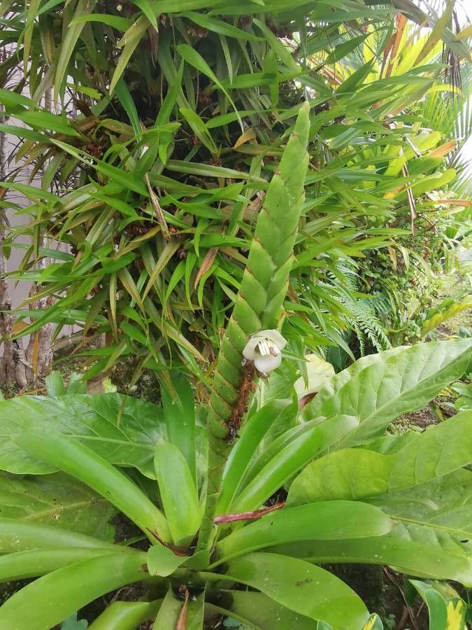 Werauhia gladioliflora flower