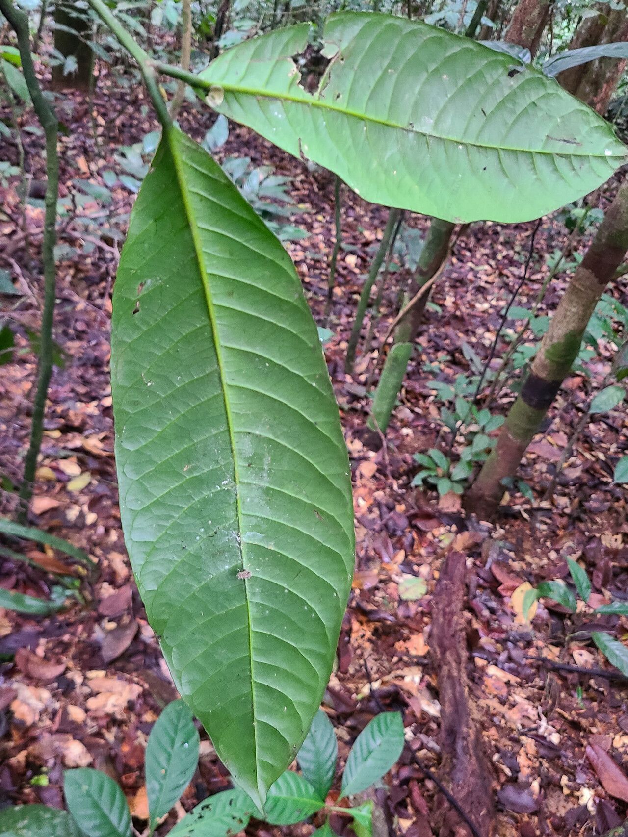 Salacia regeliana — houseplant care guide