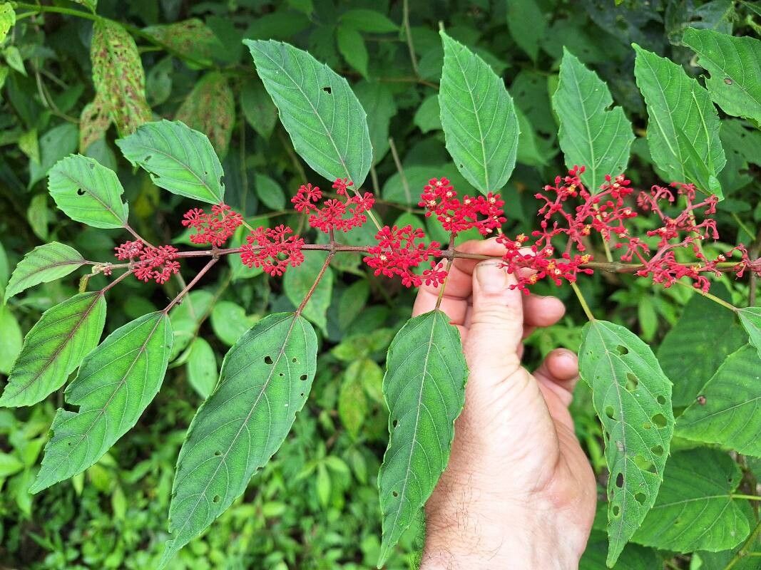 Cissus biformifolia — houseplant care guide