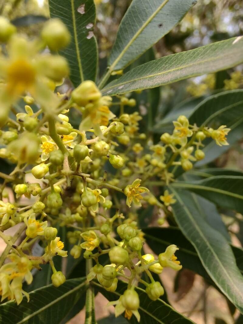 Lithraea molleoides flower