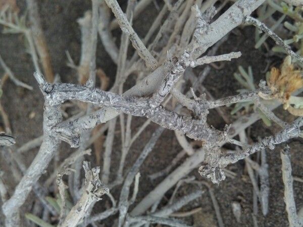 Schizogyne sericea bark