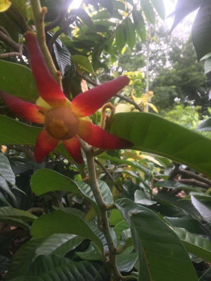 Uvaria grandiflora flower