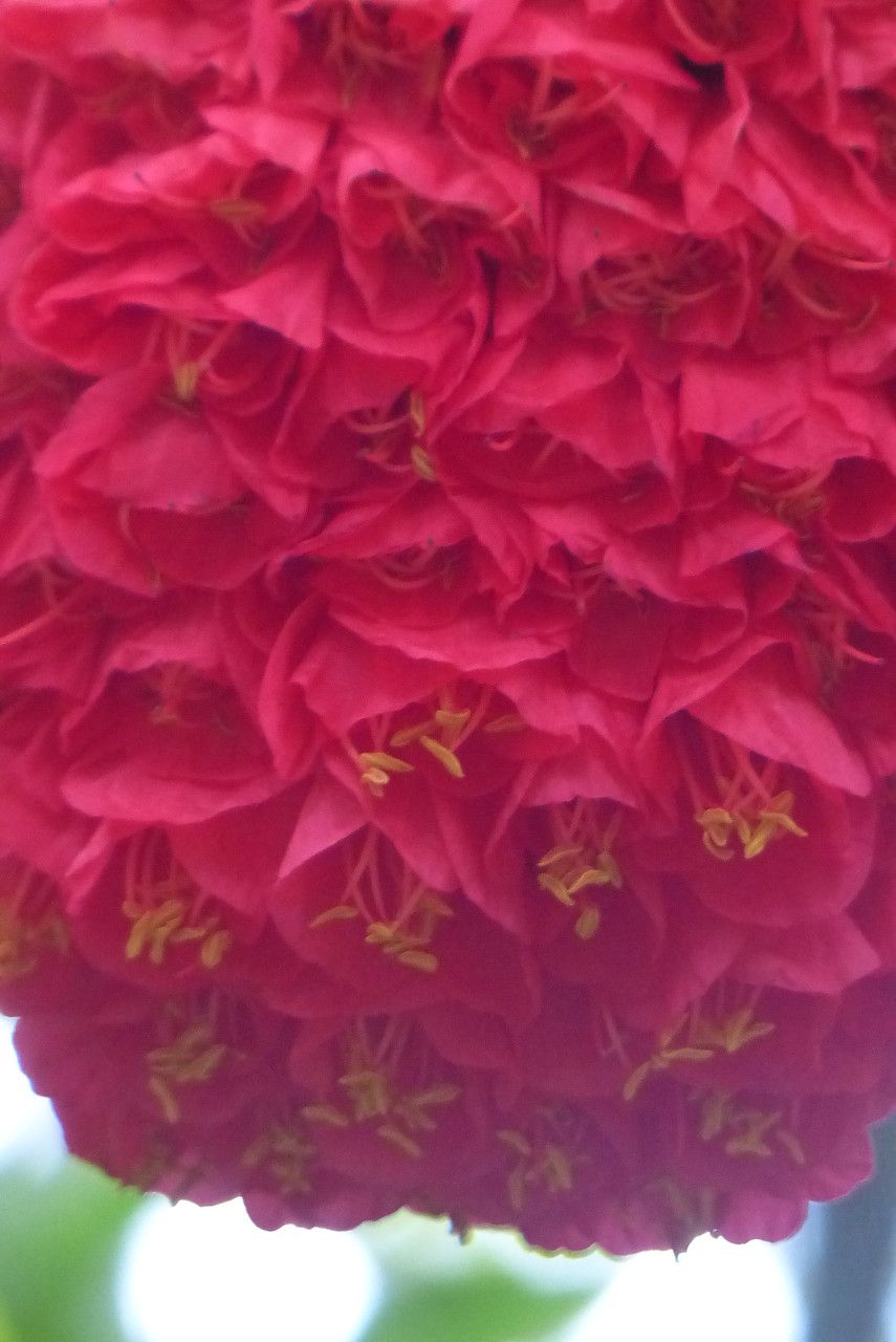 Brownea grandiceps flower