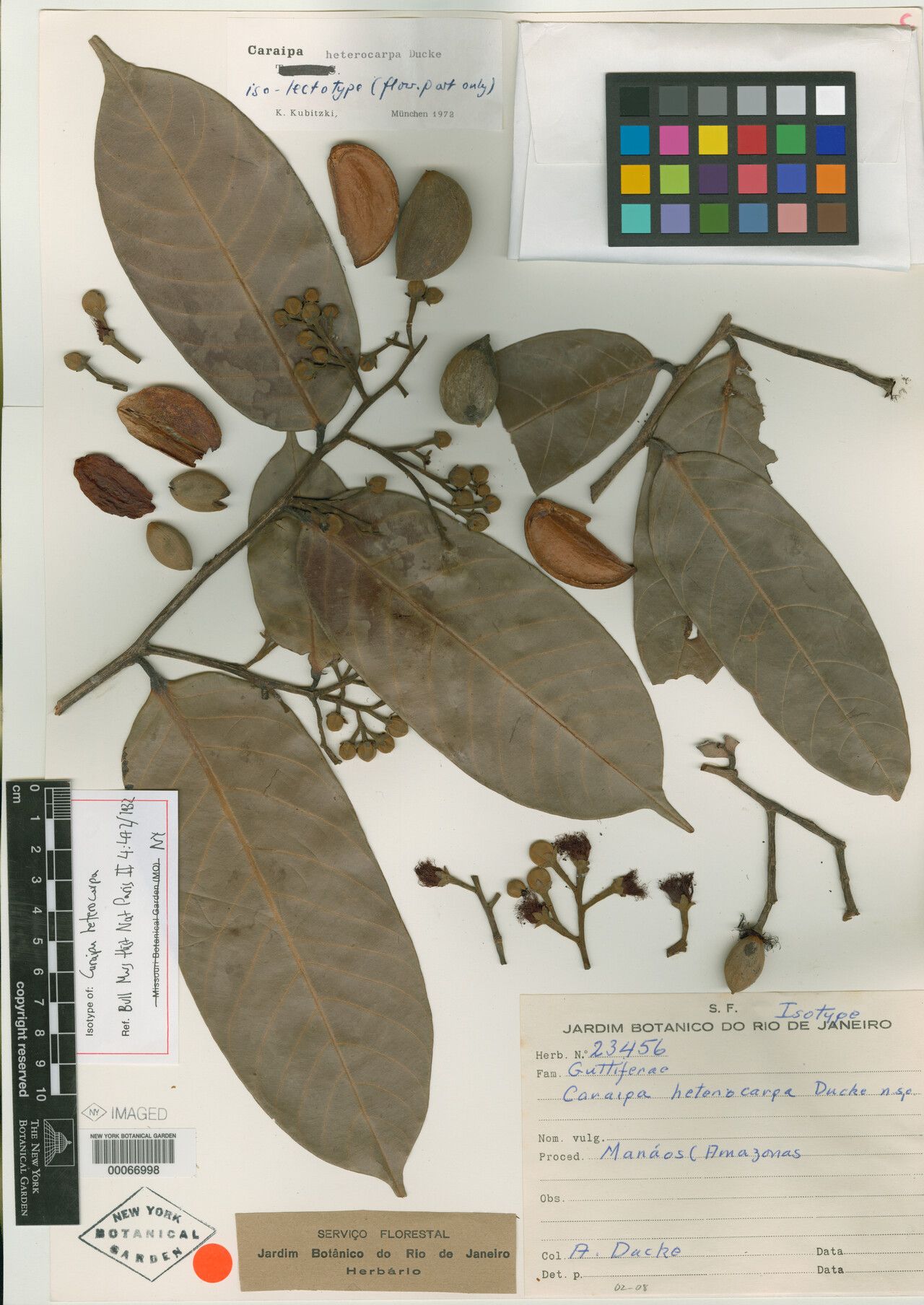 Caraipa heterocarpa fruit