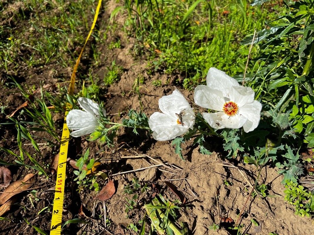 Argemone platyceras — houseplant care guide