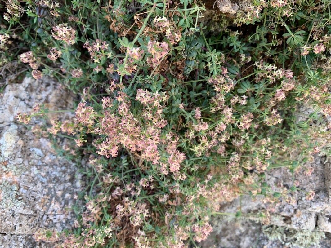 Galium corsicum flower
