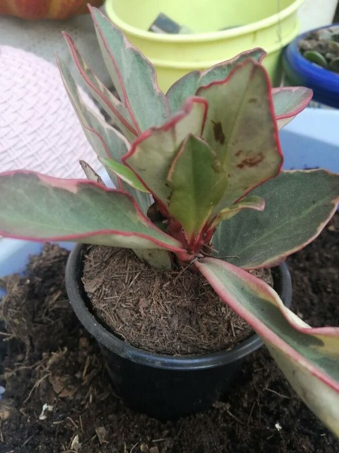 Peperomia tricolor — search result for 'Peperomia'