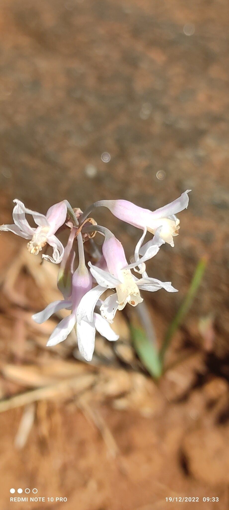 Tulbaghia cameronii — related species from the same genus