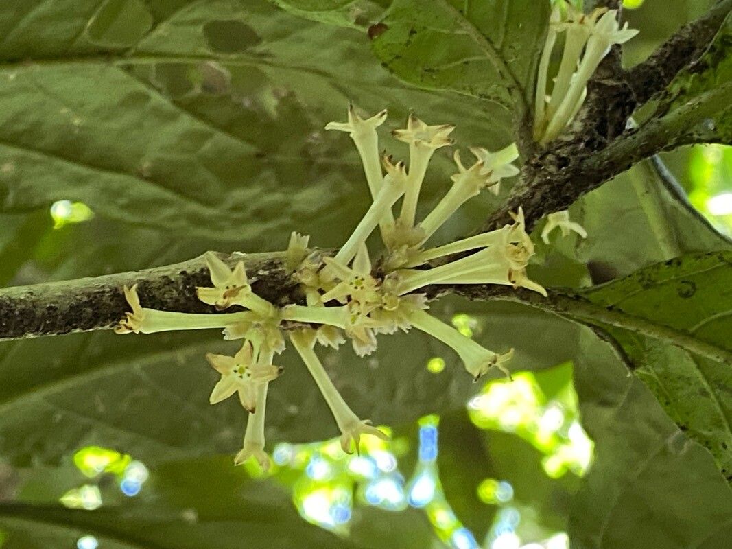 Cestrum schlechtendalii flower