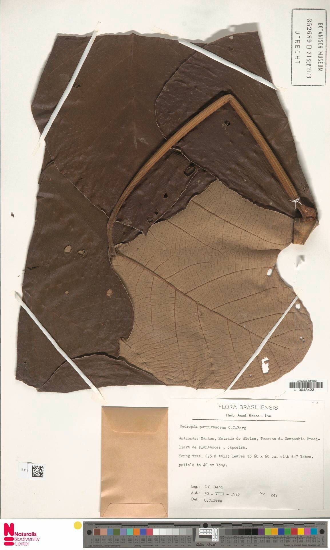 Cecropia purpurascens — search result for 'Cecropia'