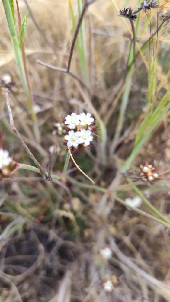 Chorizanthe virgata flower
