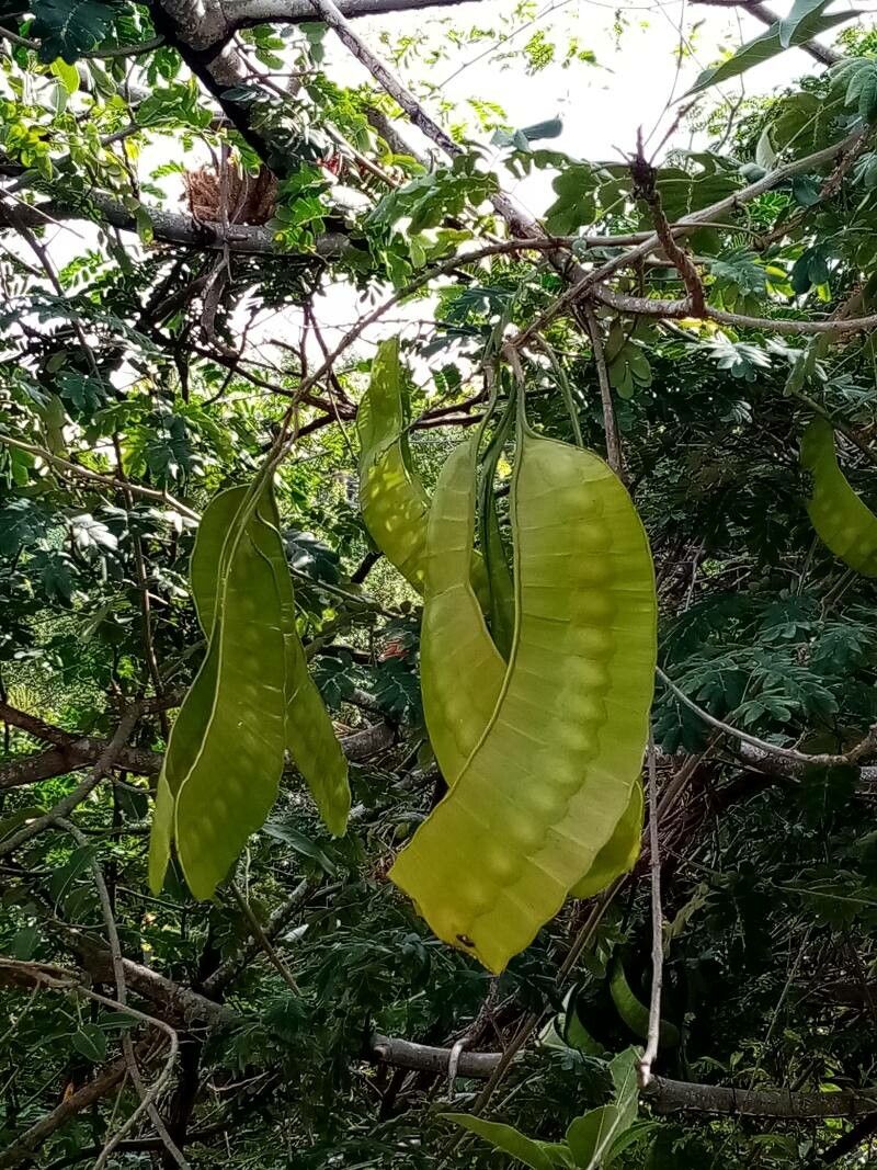 Entada polystachya fruit