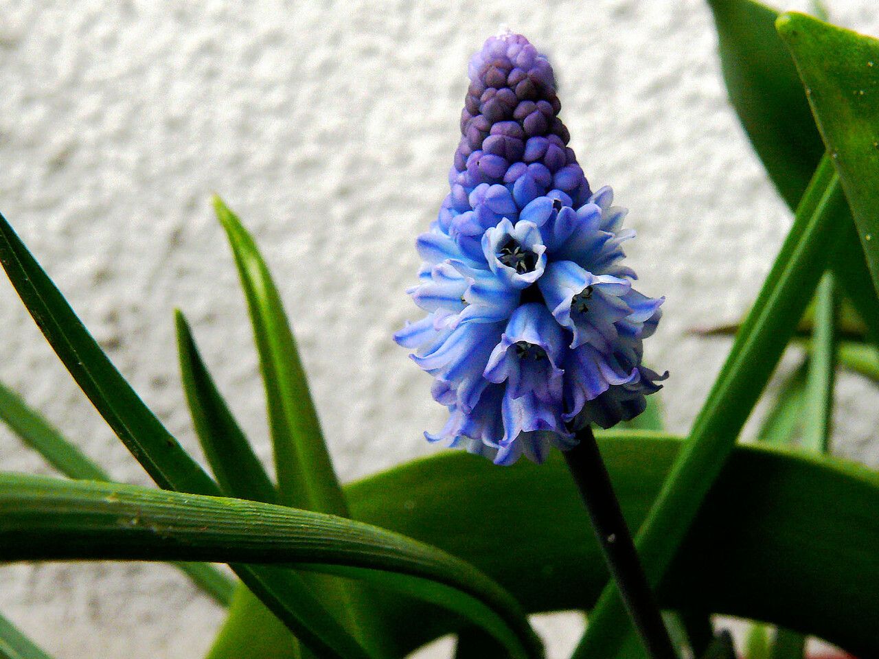 Muscari azureum flower