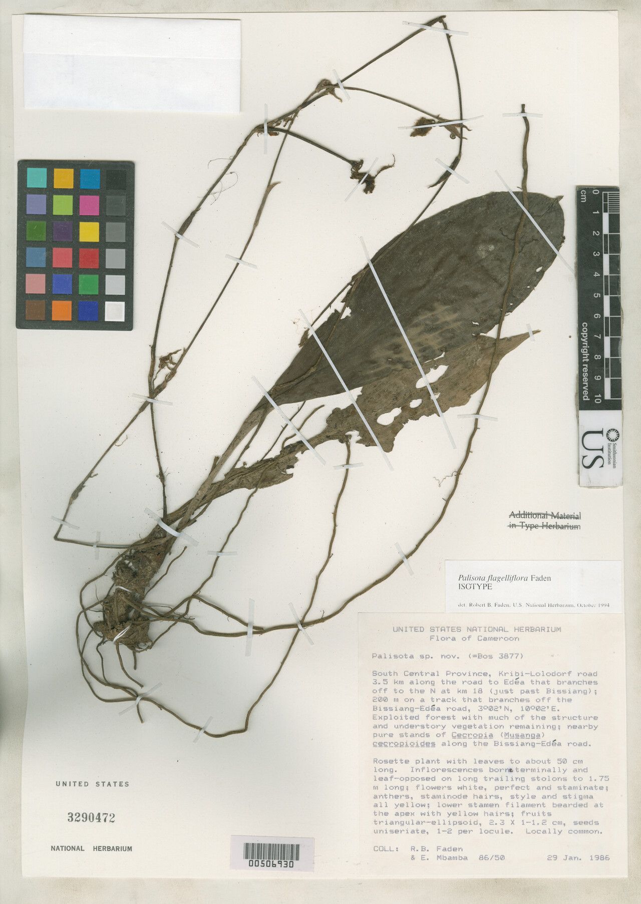 Palisota flagelliflora — houseplant care guide