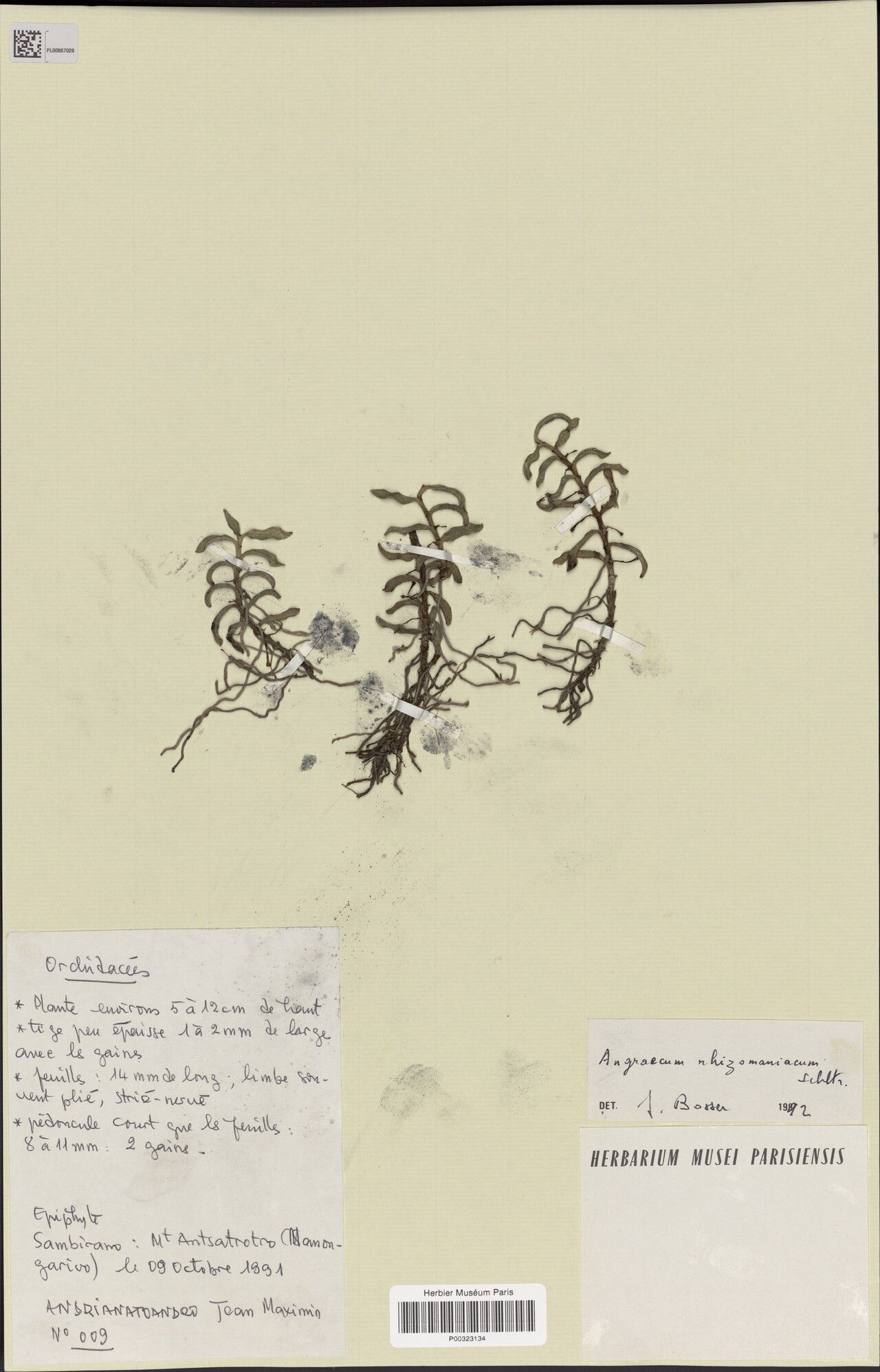 Angraecum rhizomaniacum — houseplant care guide