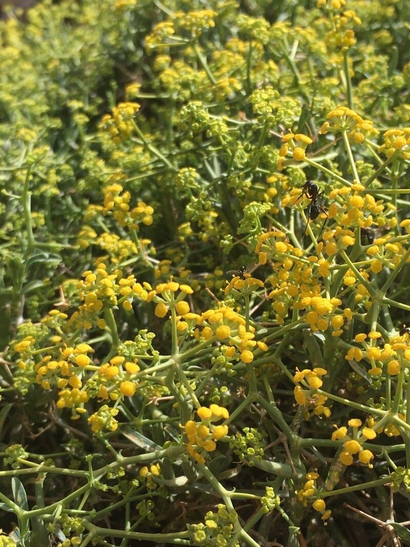 Bupleurum spinosum flower