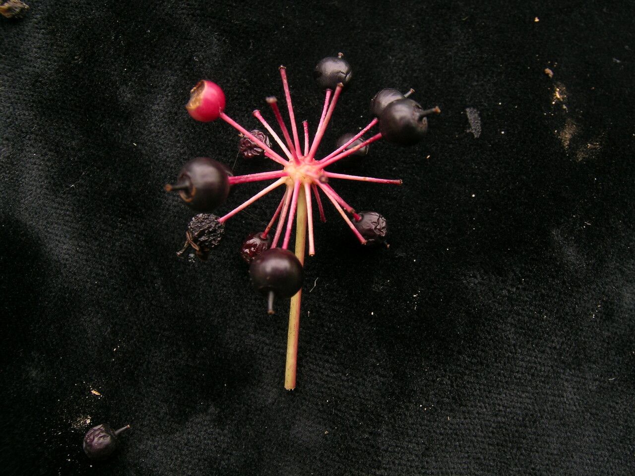 Aralia leschenaultii habit