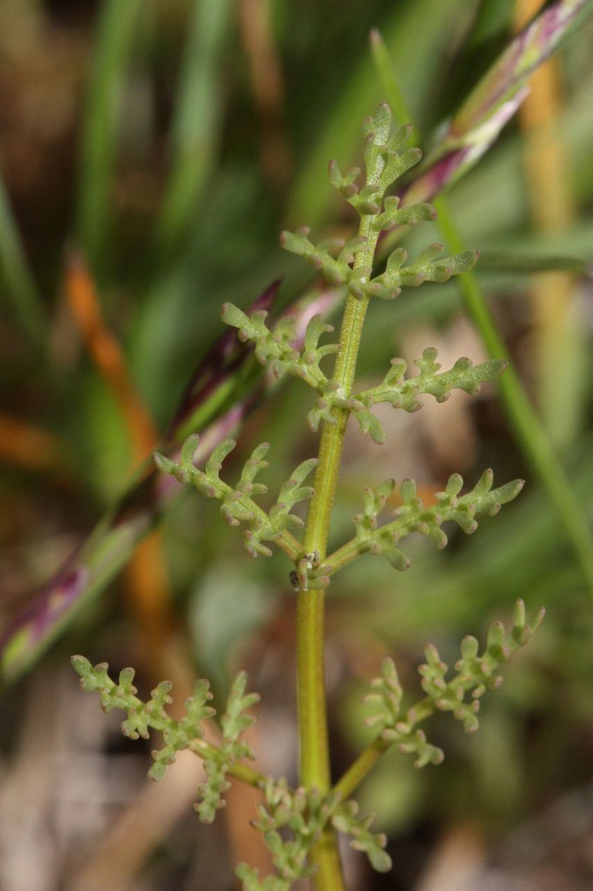 Lomatium canbyi leaf
