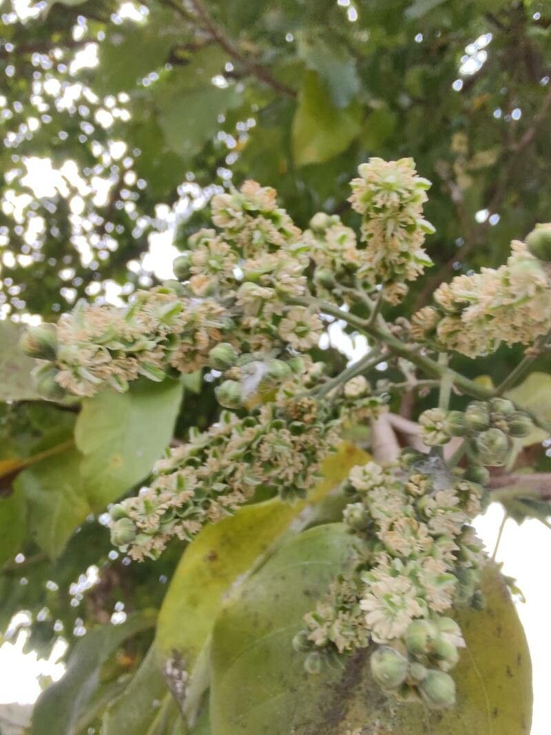 Combretum woodii flower