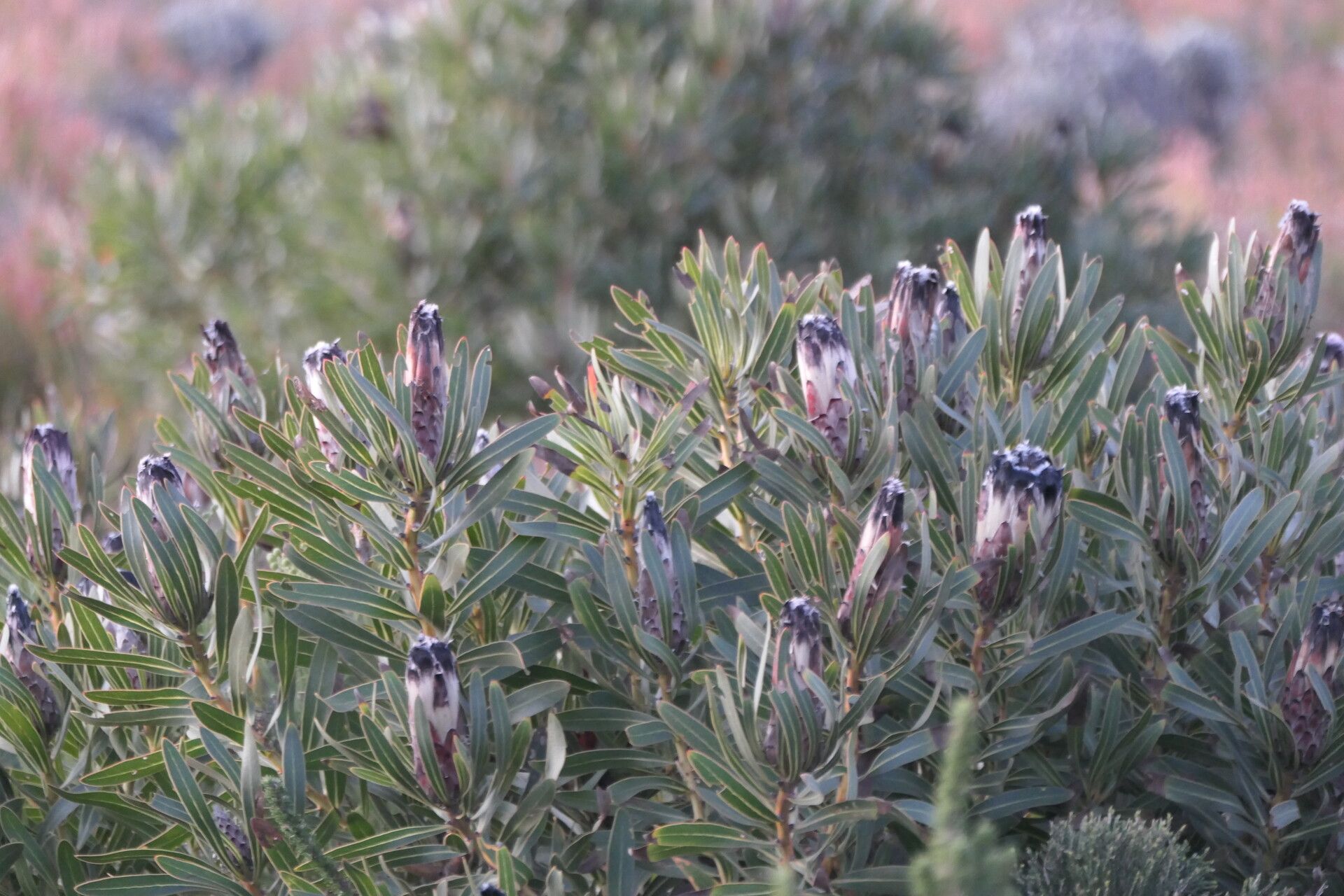 Protea lepidocarpodendron — search result for 'Protea'