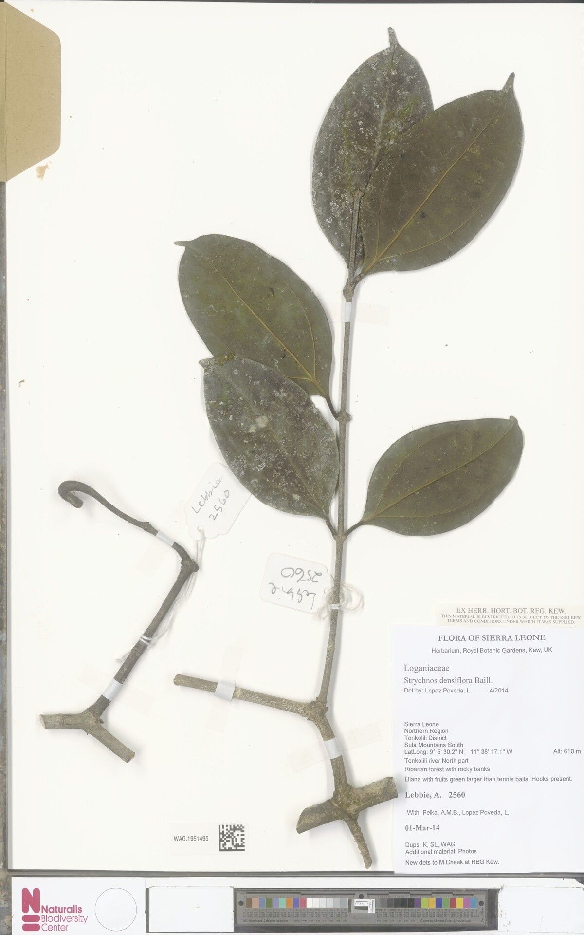 Strychnos densiflora — houseplant care guide