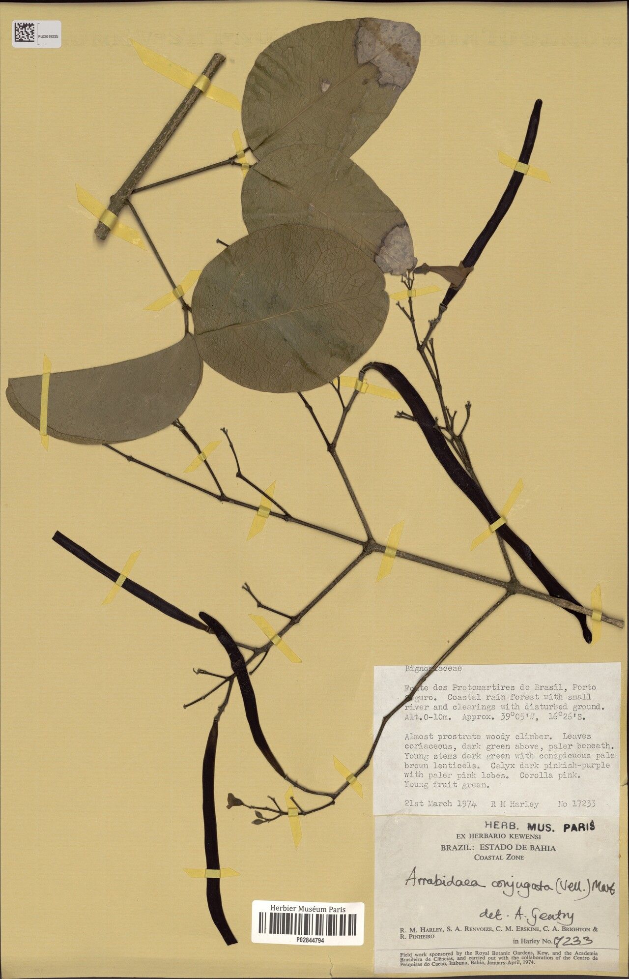 Fridericia conjugata fruit