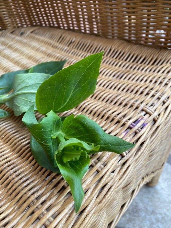 Bupleurum subovatum leaf