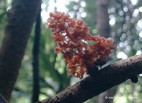 Acropogon austrocaledonicus fruit
