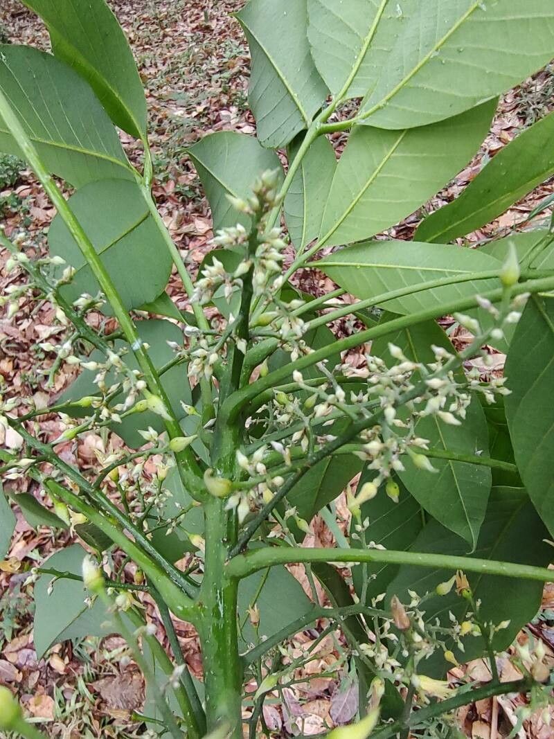 Hevea brasiliensis flower