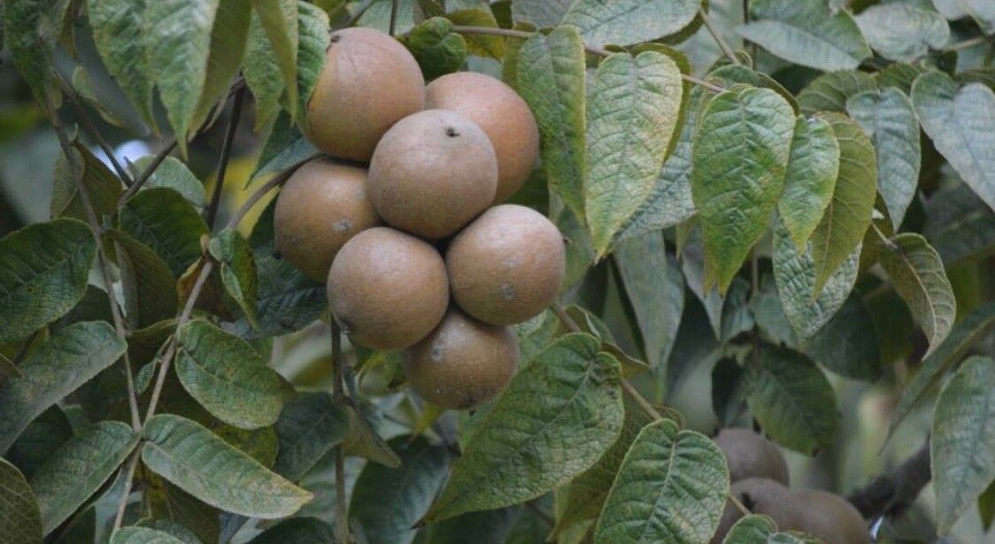 Juglans neotropica fruit