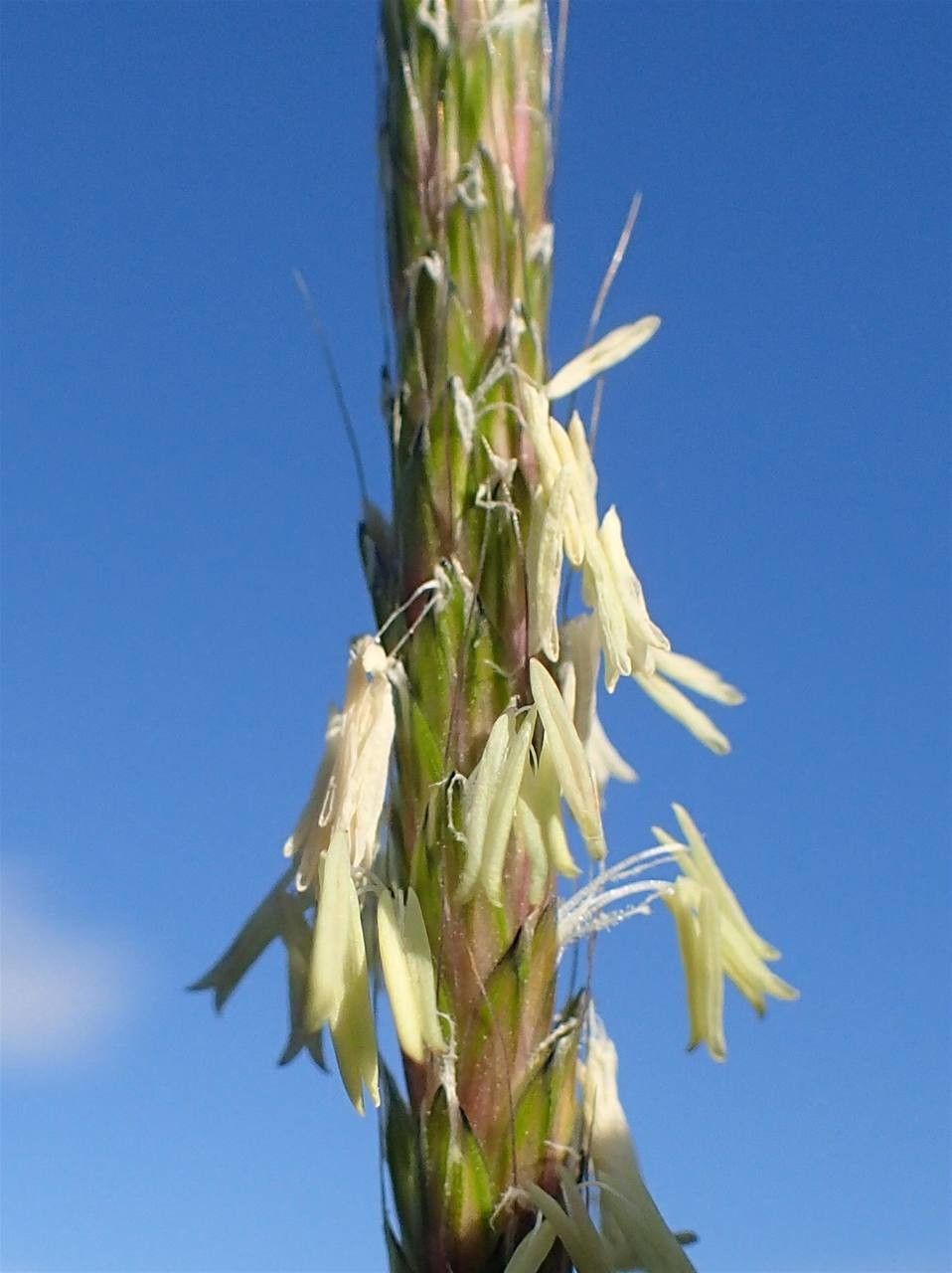 Alopecurus myosuroides fruit