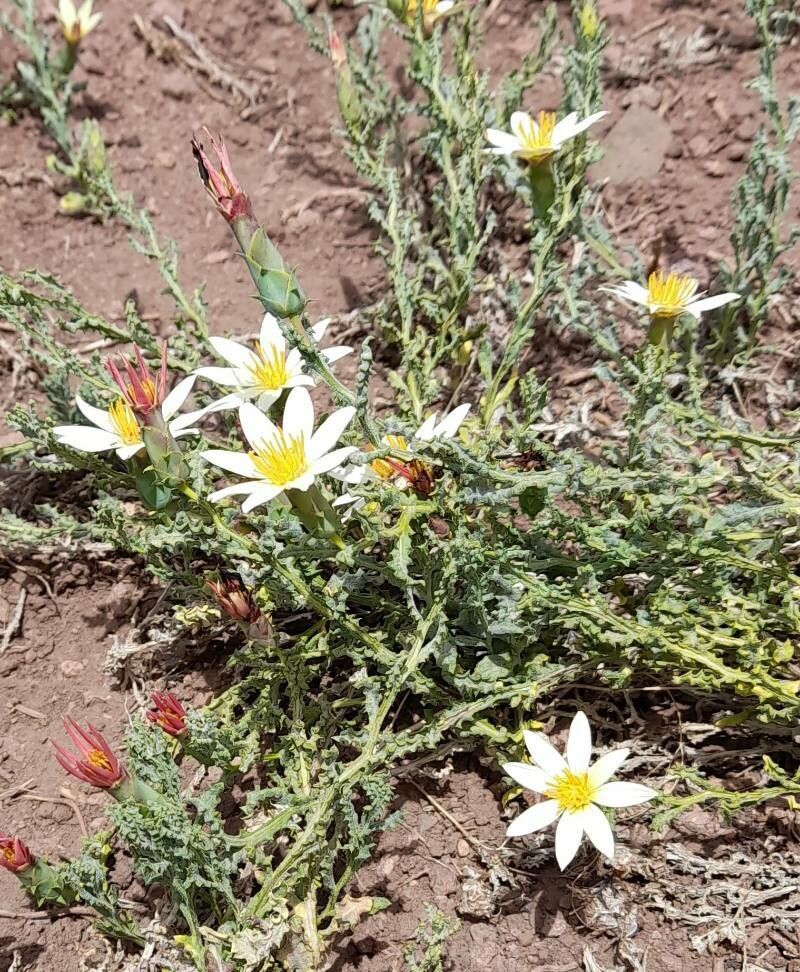Mutisia sinuata habit