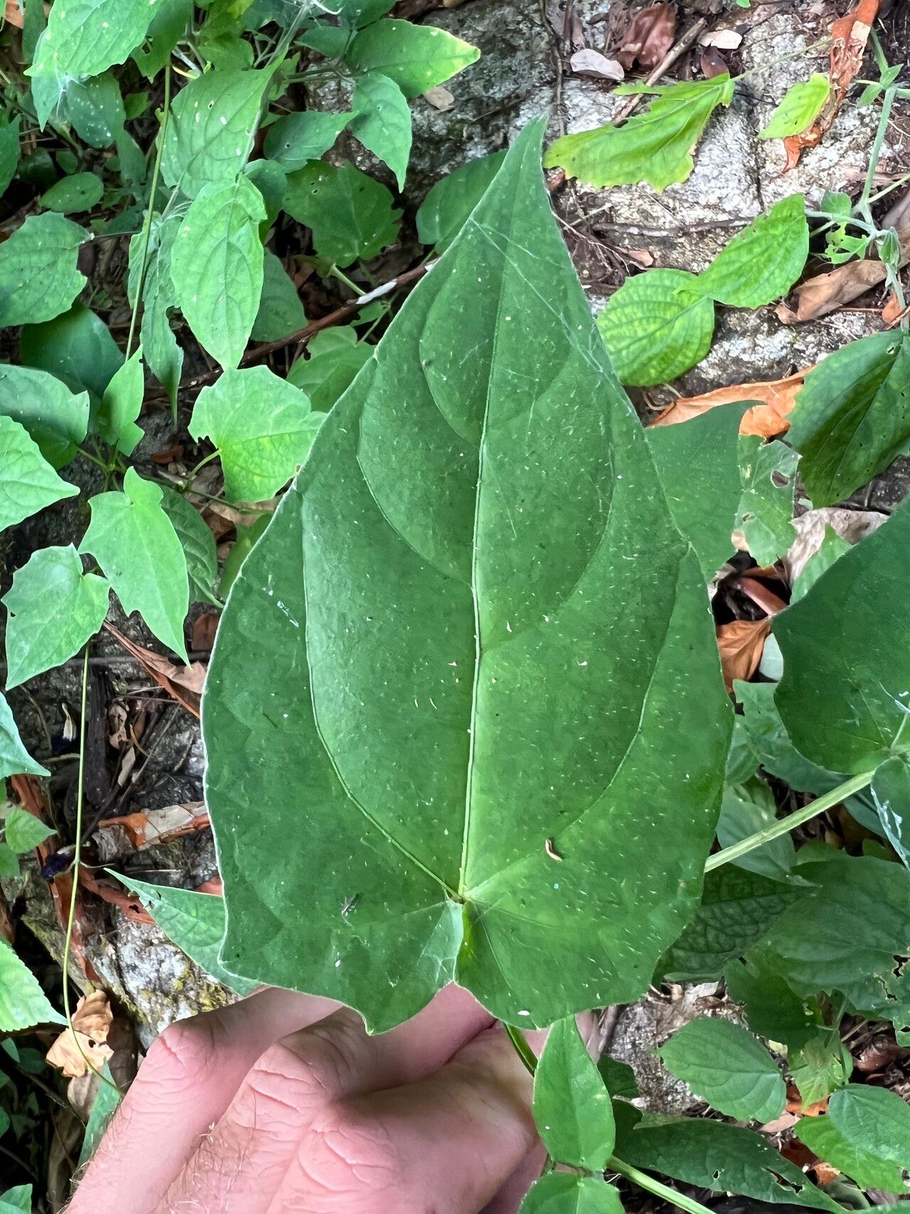 Thunbergia petersiana leaf