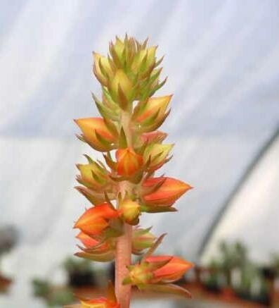 Echeveria viridissima flower