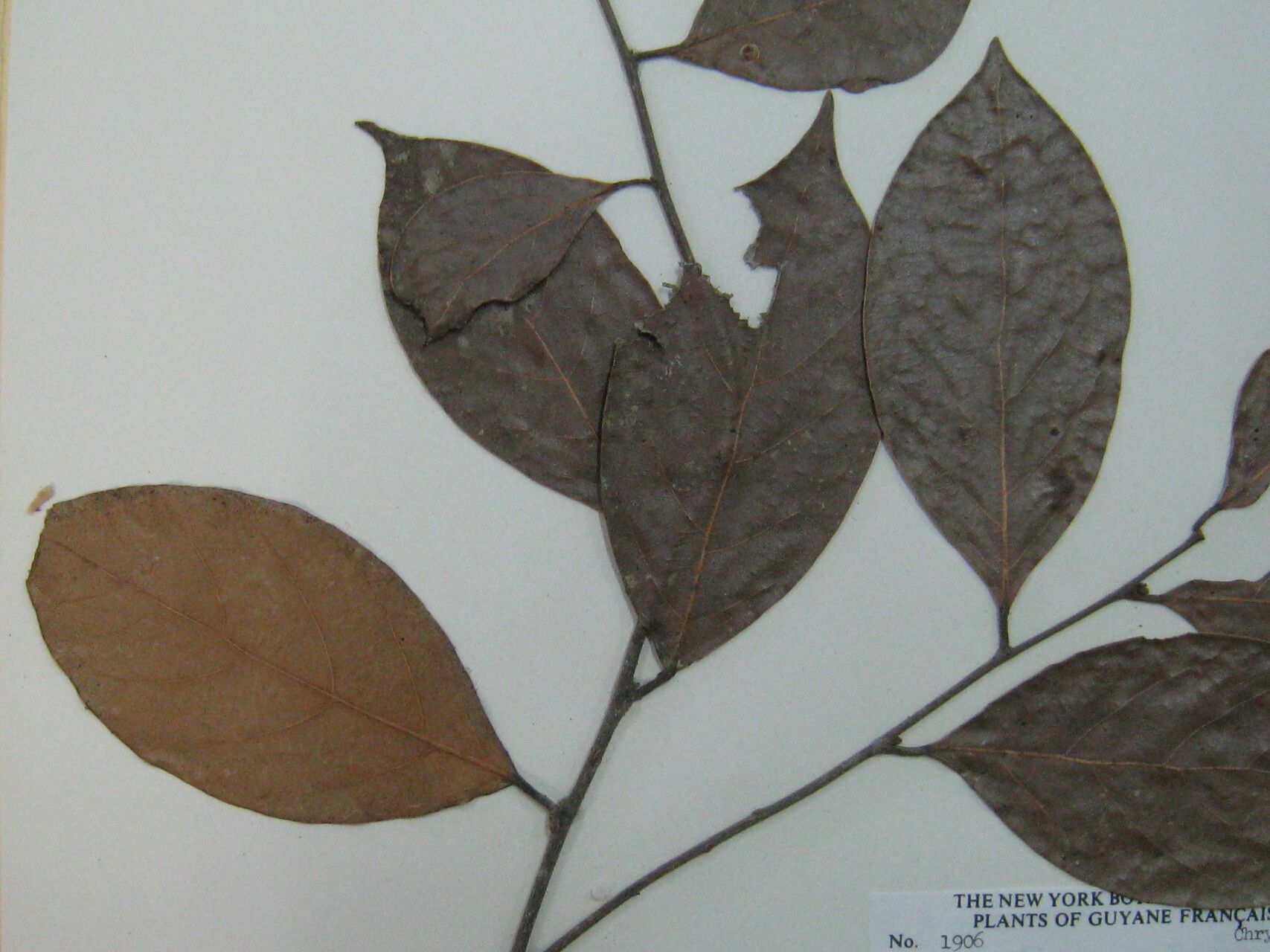 Licania rodriguesii other