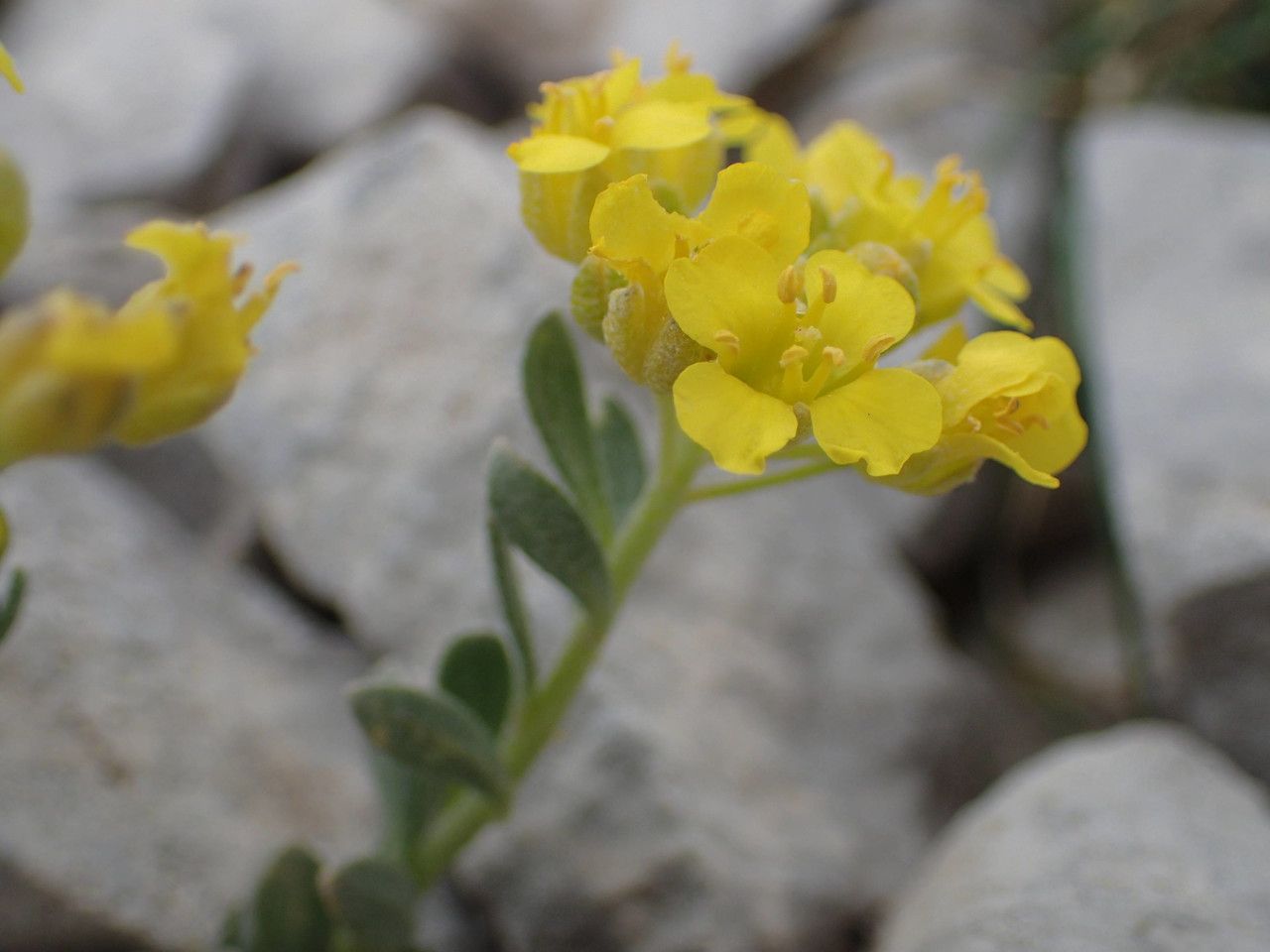 Alyssum flexicaule — houseplant care guide