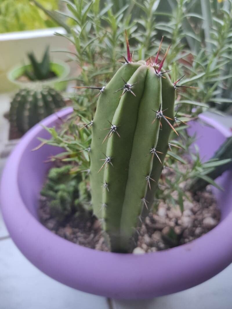 Polaskia chichipe bark