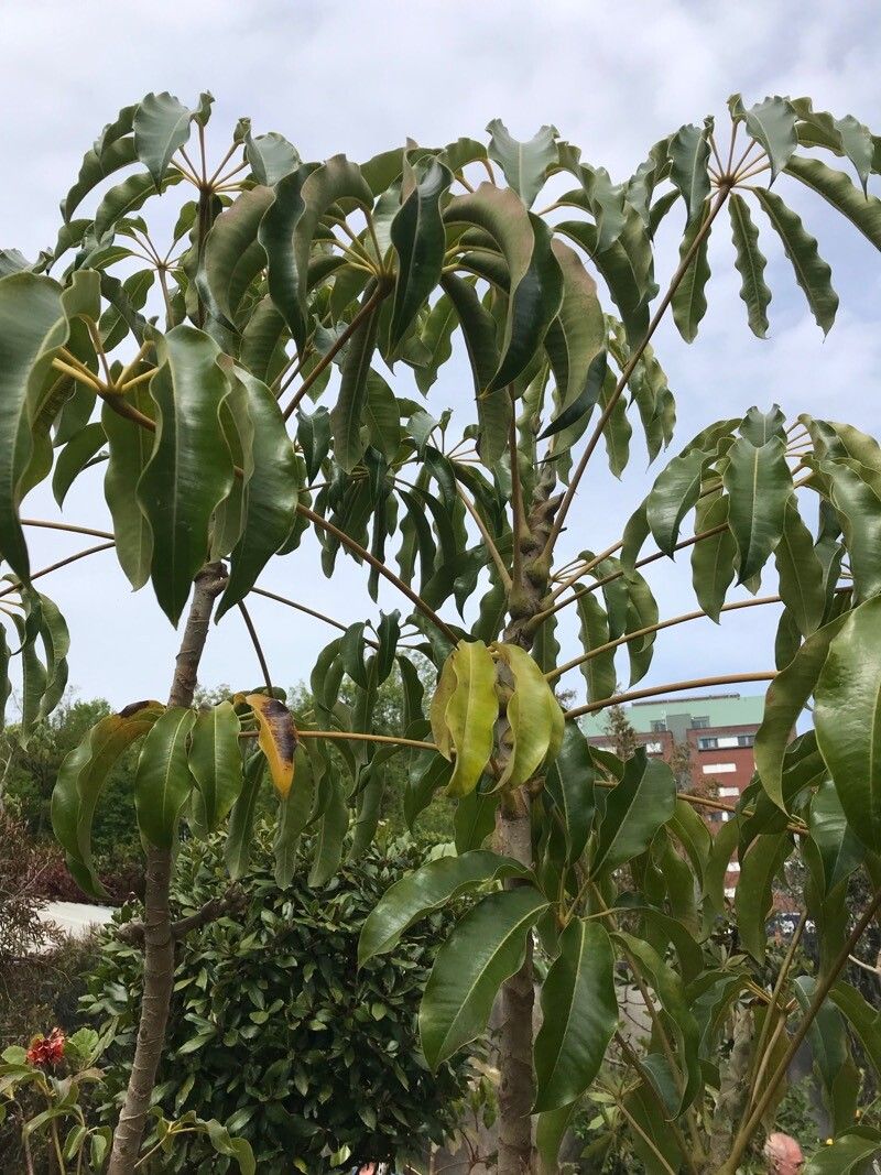 Heptapleurum calyptratum leaf