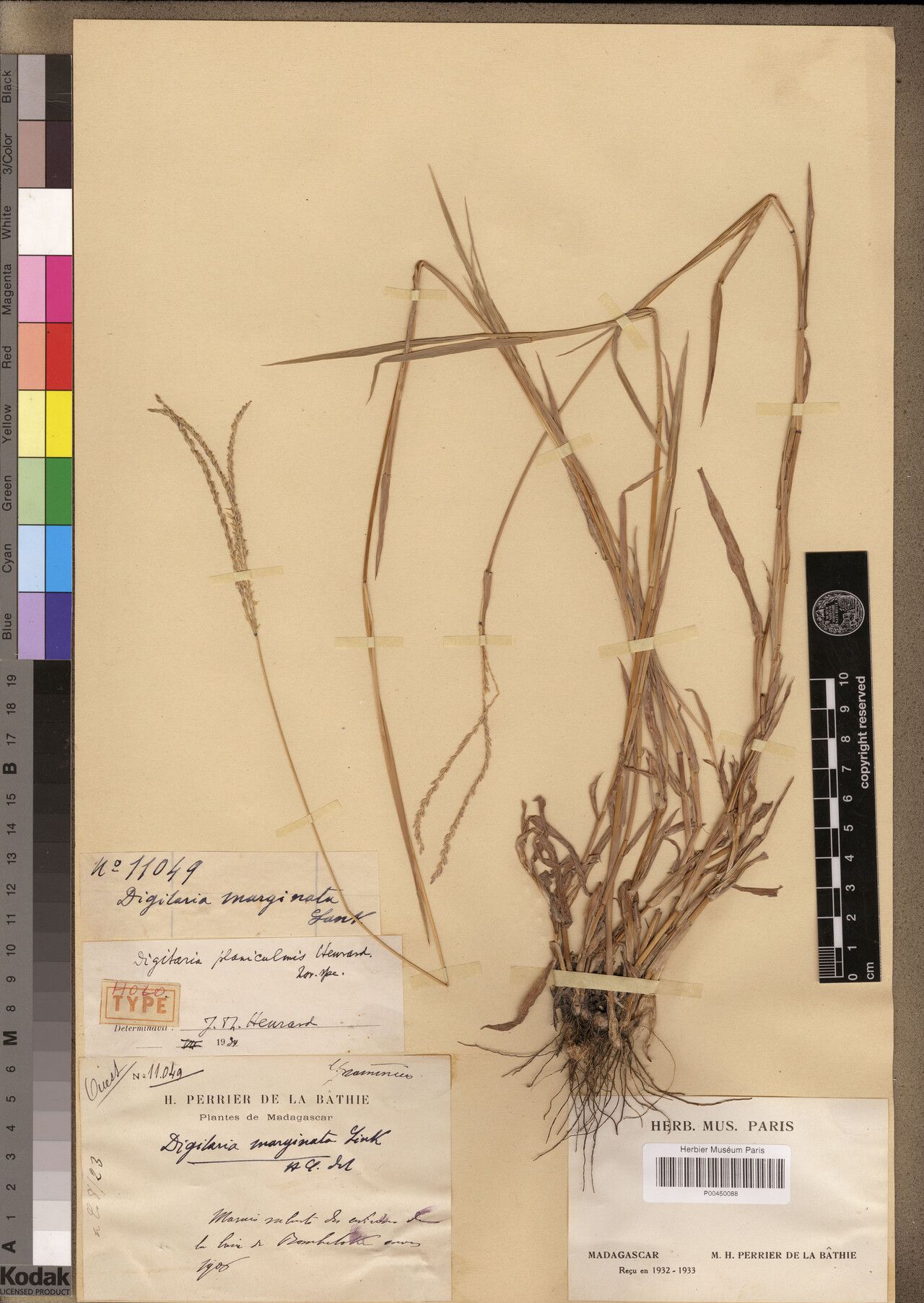 Digitaria planiculmis — houseplant care guide